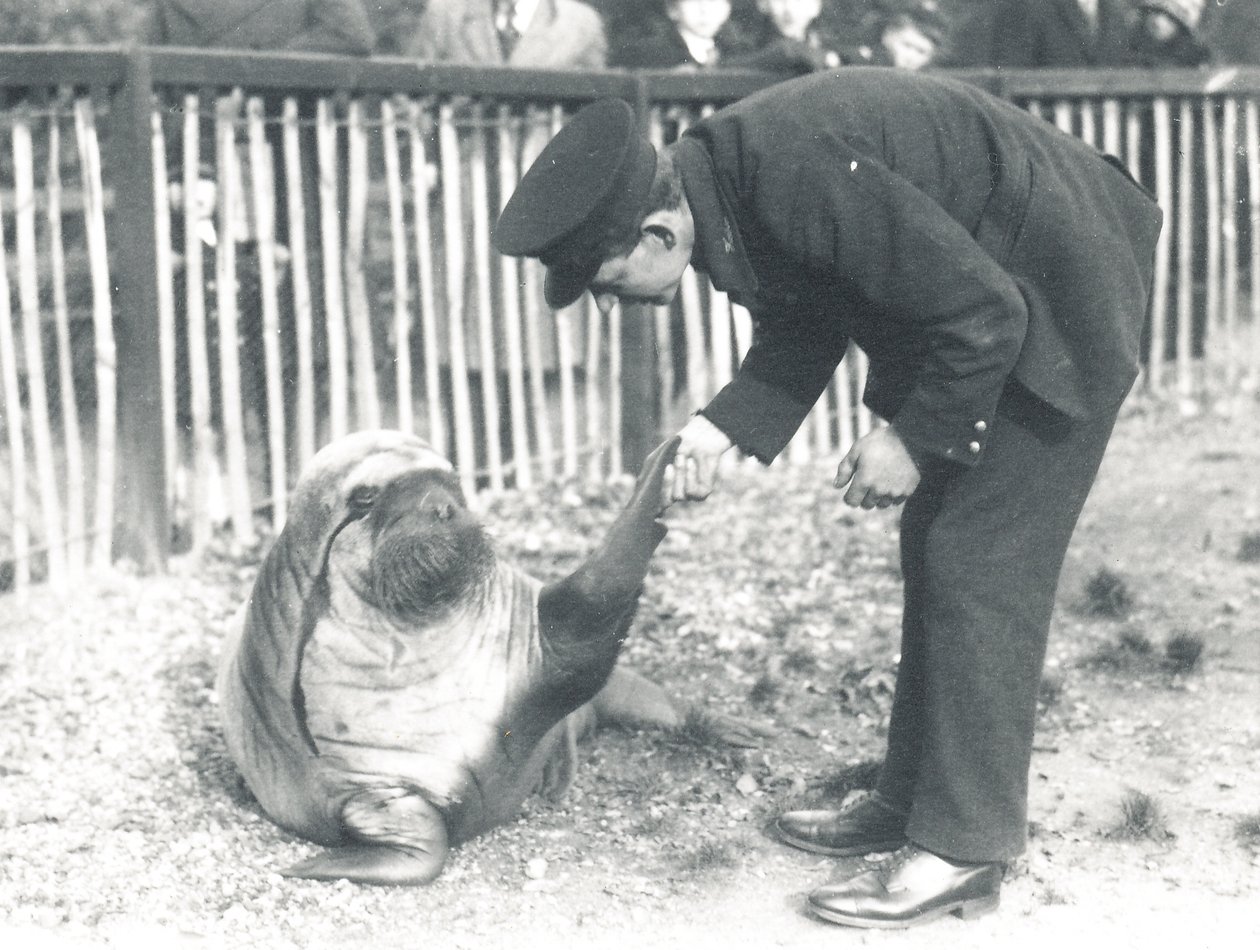 Andy mursu ZSL Lontoon eläintarhassa, 1925 tekijältä Frederick William Bond