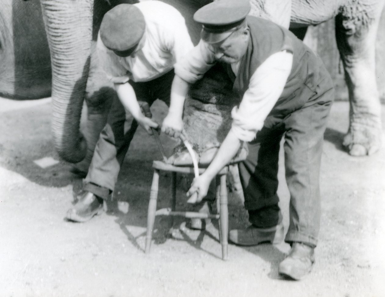 Intian norsunpoikanen ja aikuinen narttu, Assam Lukhi, jonka jalkoja leikataan eläintenhoitaja Charles Eylesin kanssa Lontoon eläintarhassa, syyskuu 1923 (svetokuvassa). tekijältä Frederick William Bond