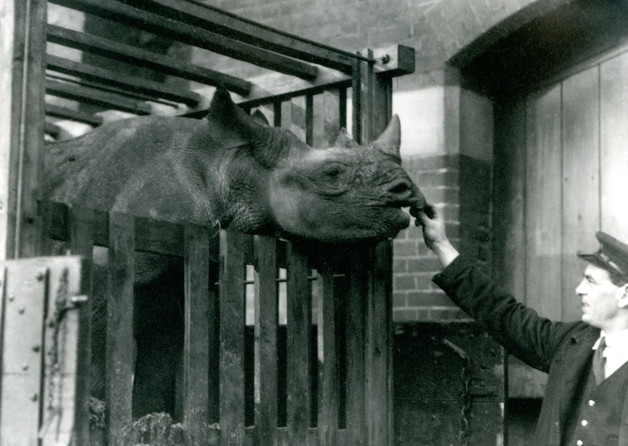 Eliza, musta sarvikuono, ottaa ruokaa hoitajansa kädestä saapuessaan Lontoon eläintarhaan, 1923 (svetokuvassa). tekijältä Frederick William Bond