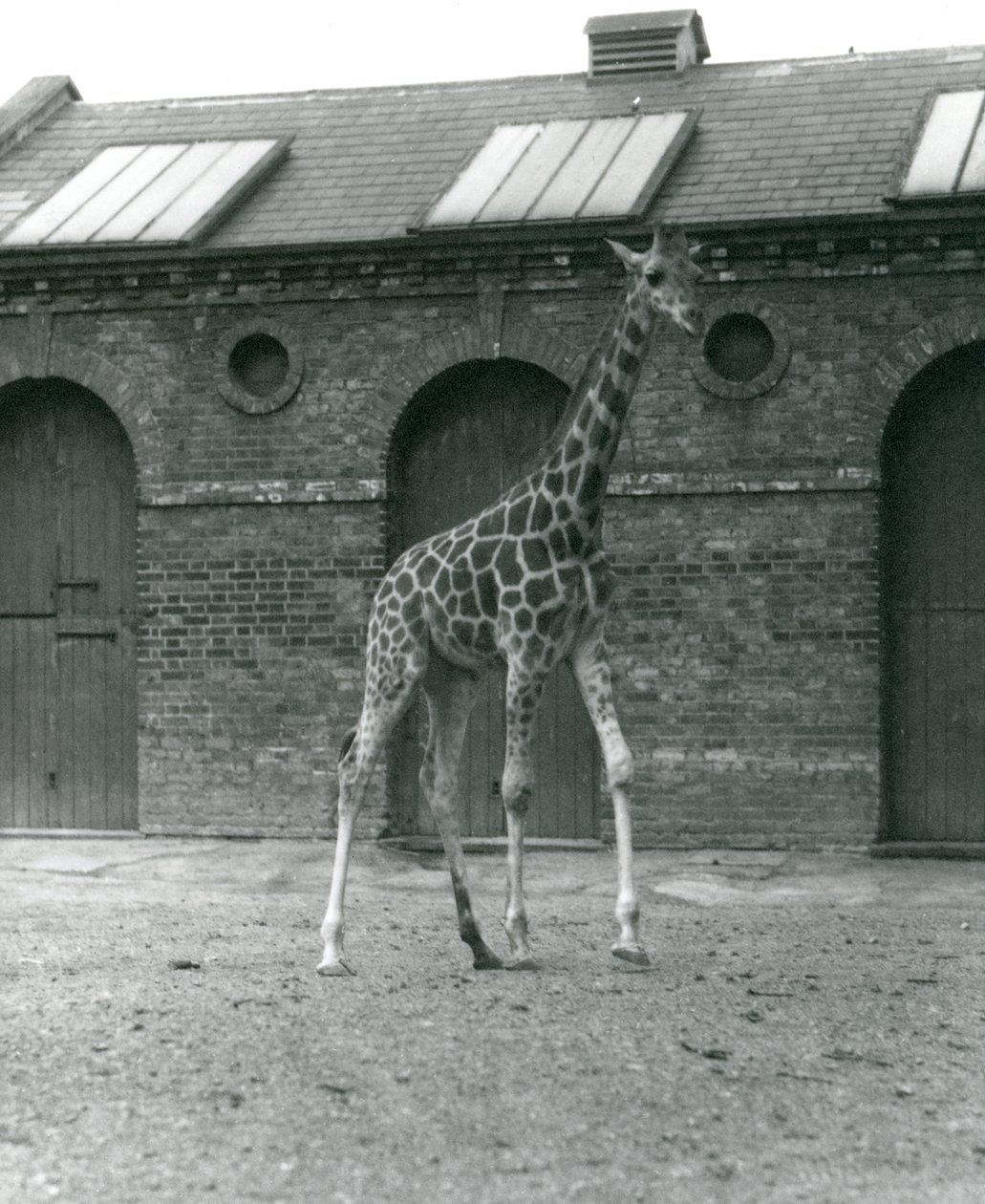 Naaraskirahvi Maud, seisoo pihassa Giraffe Housen ulkopuolella, Lontoon eläintarha, 1923 (bw kuva) tekijältä Frederick William Bond