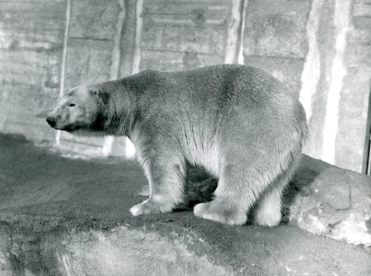 Jääkarhu "Sam" Lontoon eläintarhassa, toukokuu 1914 tekijältä Frederick William Bond