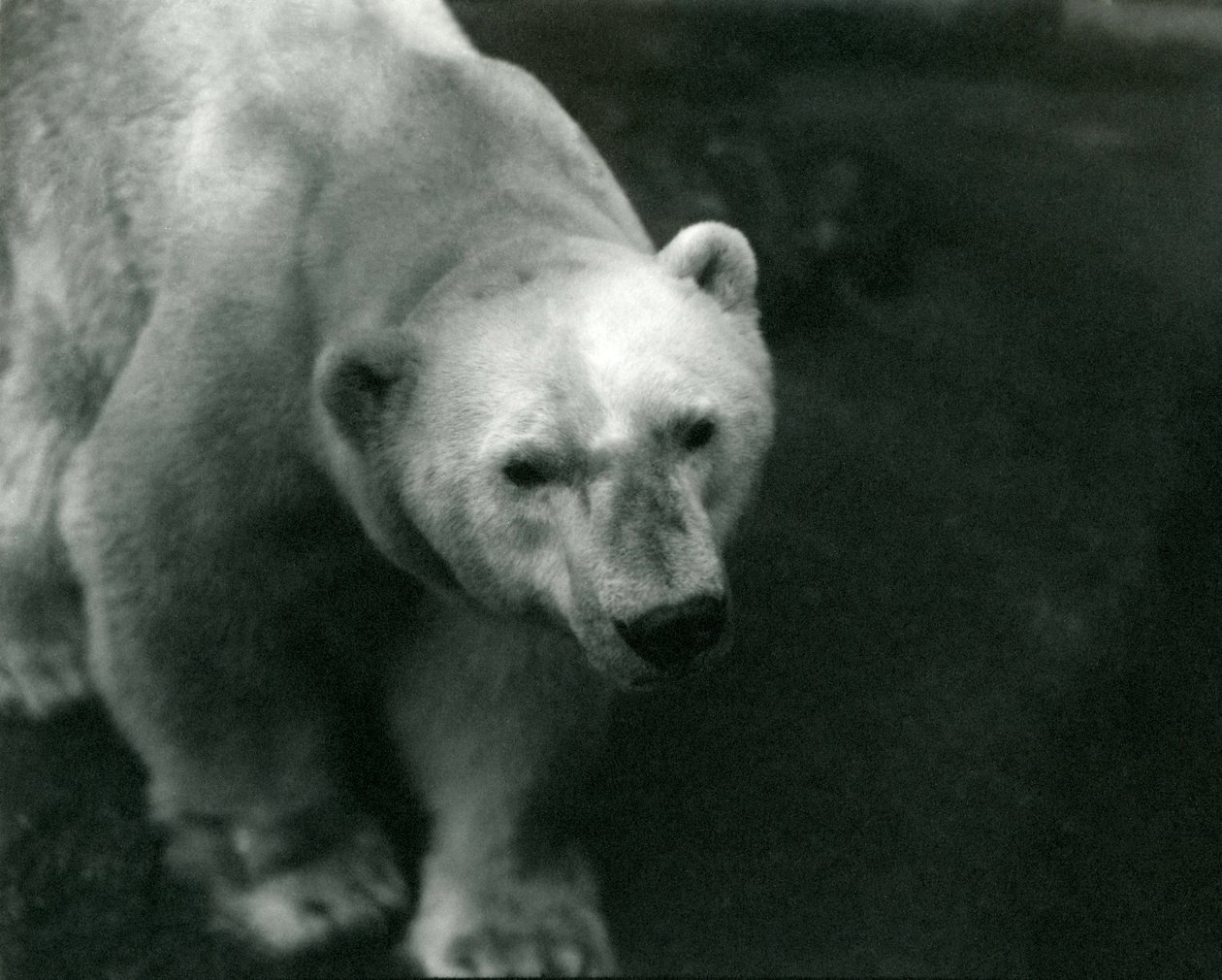 Jääkarhu "Sam" Lontoon eläintarhassa marraskuussa 1920 tekijältä Frederick William Bond