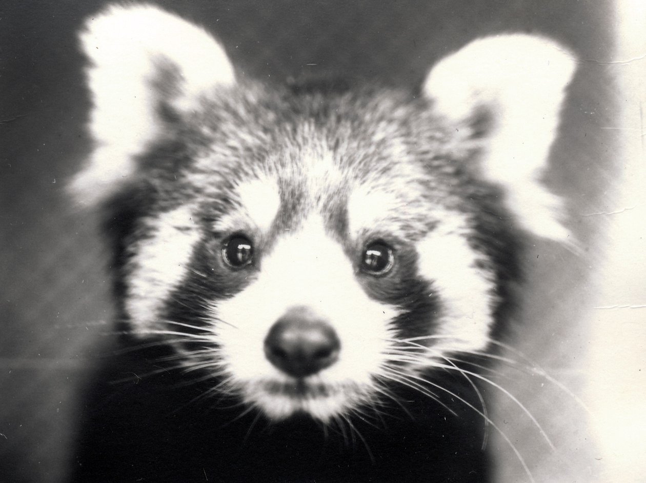 Punainen Panda, 1913 tekijältä Frederick William Bond
