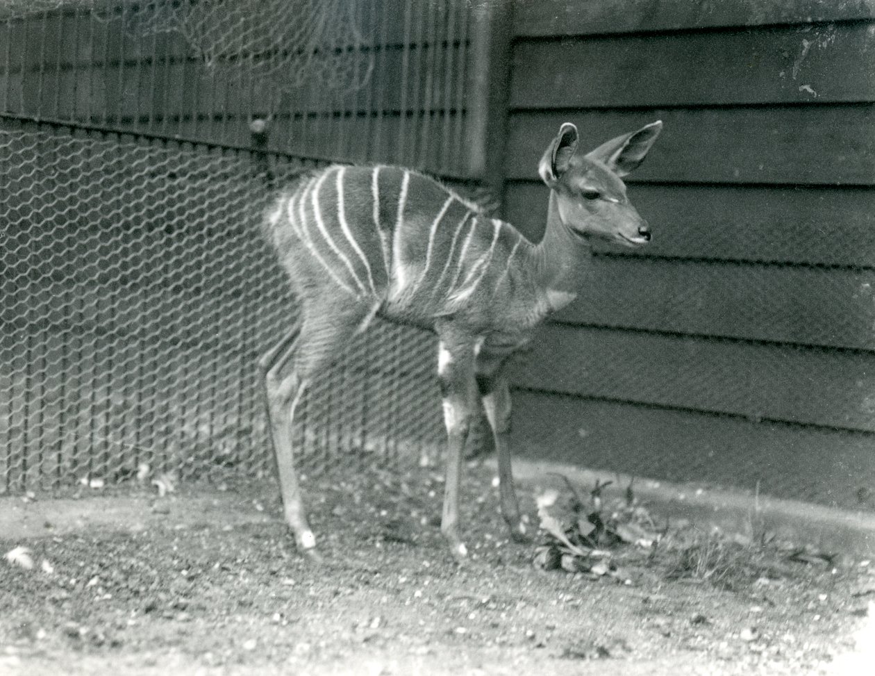 Nuori Lesser Kudu Lontoon eläintarhassa, 1914. tekijältä Frederick William Bond