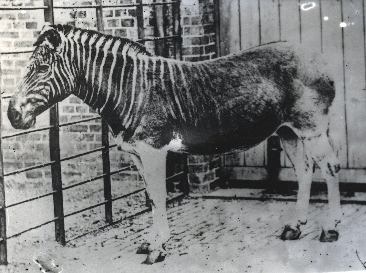 Quagga ZSL Lontoon eläintarhassa, luultavasti kesällä 1870 (bw kuva) tekijältä Frederick York