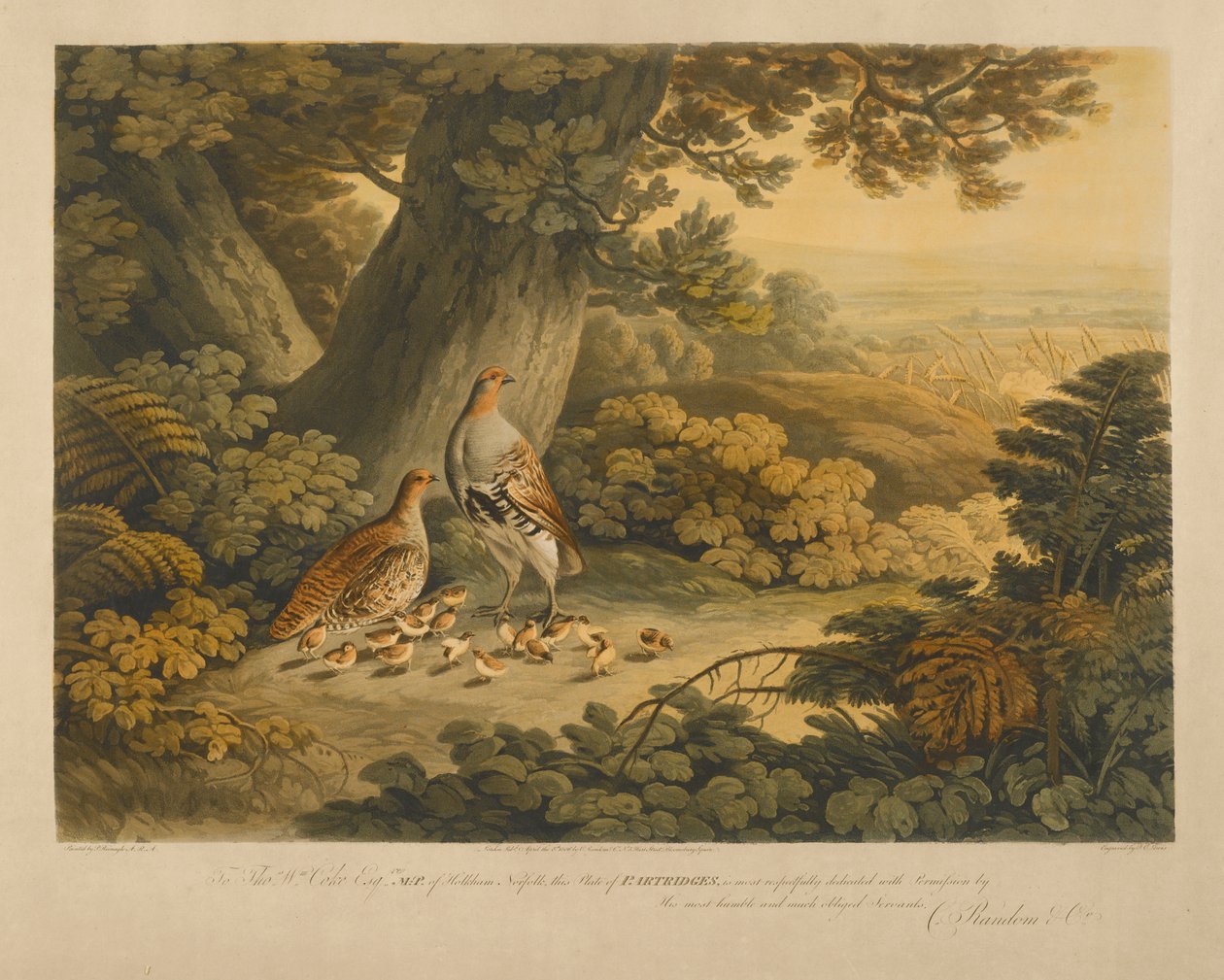 Partridget (värikaiverrus) tekijältä Frederick Christian Lewis