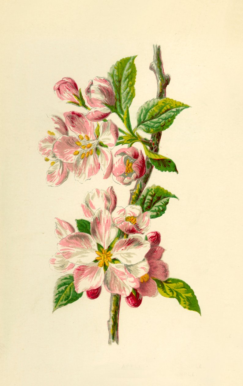 Apple, 1877. tekijältä Frederick Edward Hulme