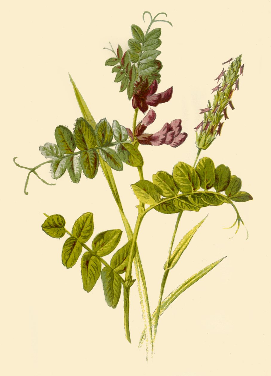 Pensas-virna ja makean tuoksuinen kevätruoho, 1877. tekijältä Frederick Edward Hulme