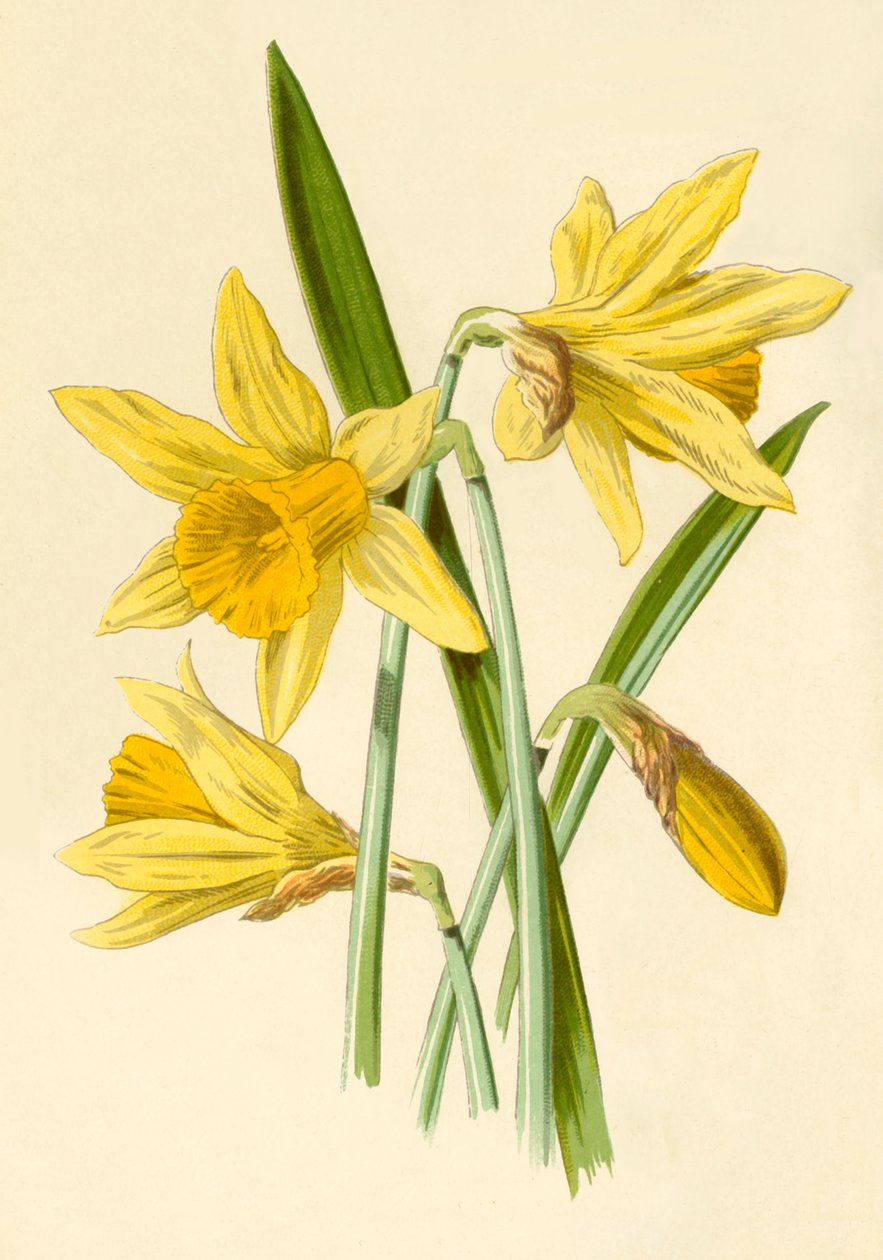 Narsissi, 1877. tekijältä Frederick Edward Hulme