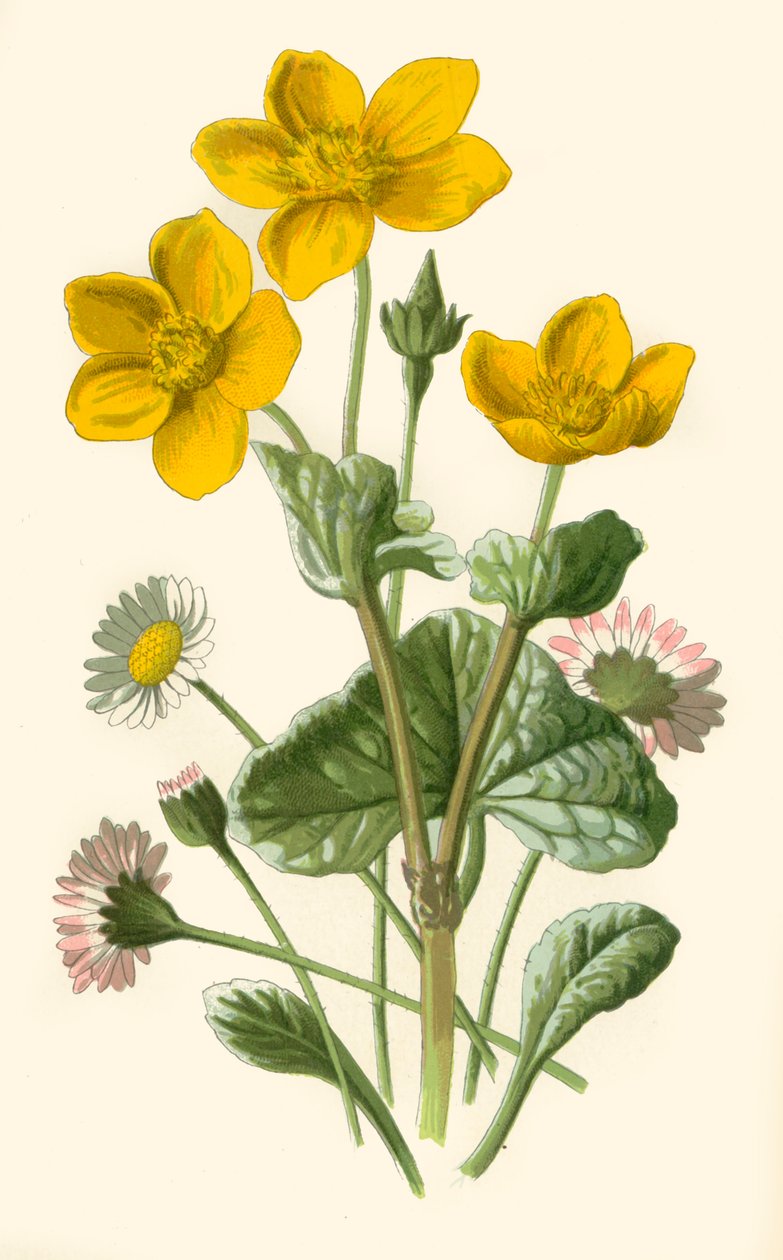 Daisy & Marsh-Marigold, 1877. tekijältä Frederick Edward Hulme
