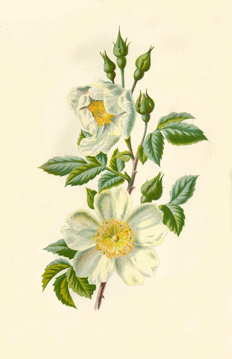 Field Rose, 1877. tekijältä Frederick Edward Hulme