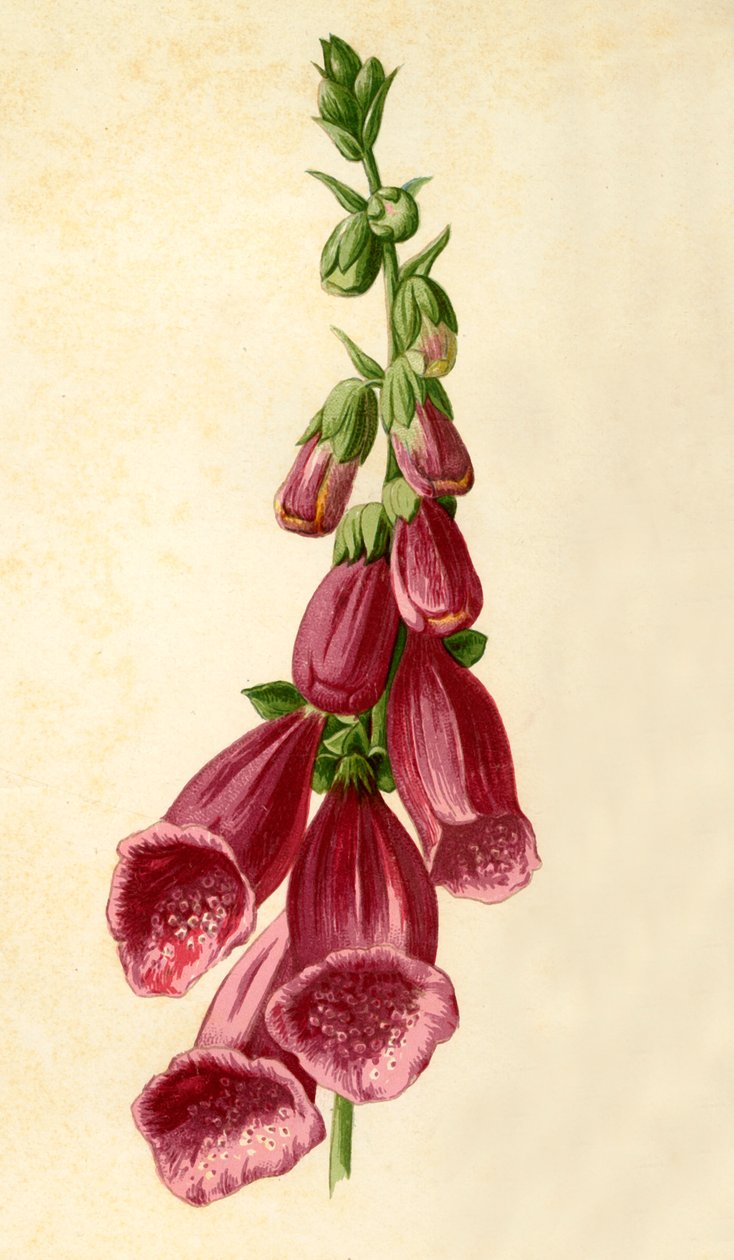 Foxglove, 1877. tekijältä Frederick Edward Hulme