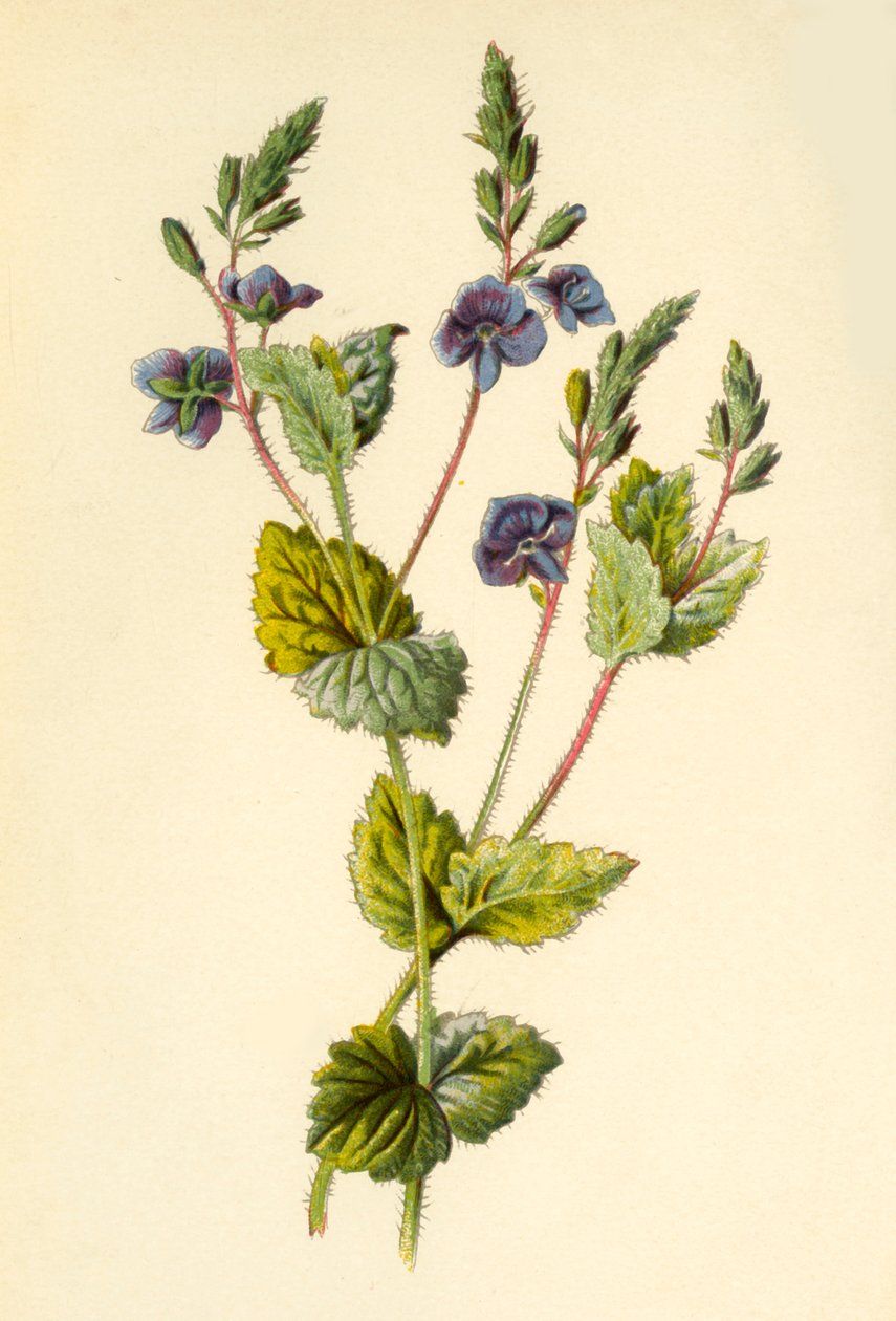 Germander Speedwell, 1877. tekijältä Frederick Edward Hulme