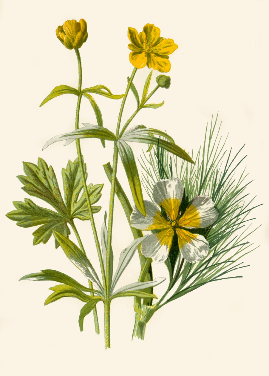 Kultakutri. Vesi Ranunculus, 1877. tekijältä Frederick Edward Hulme