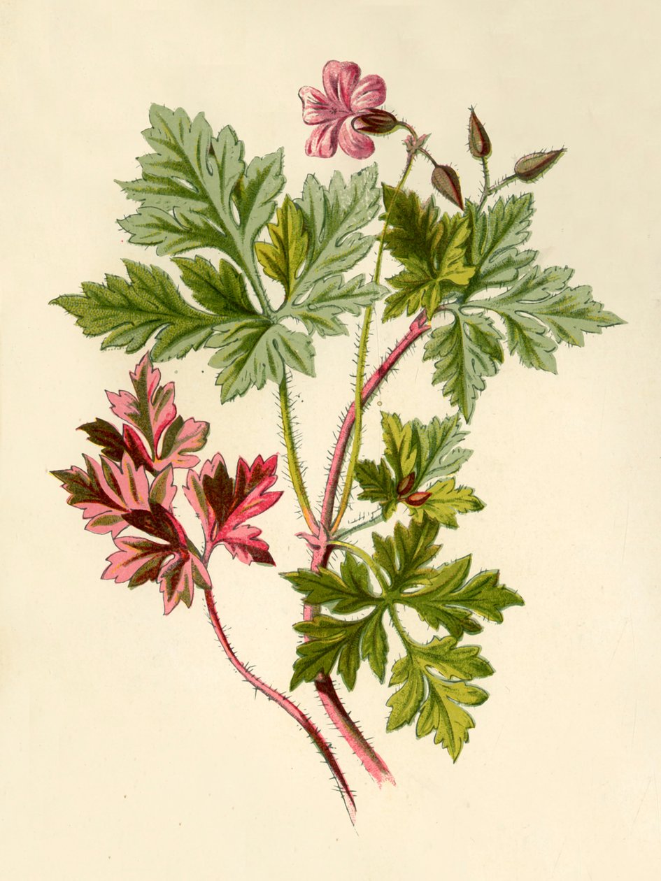 Herb-Robert, 1877. tekijältä Frederick Edward Hulme