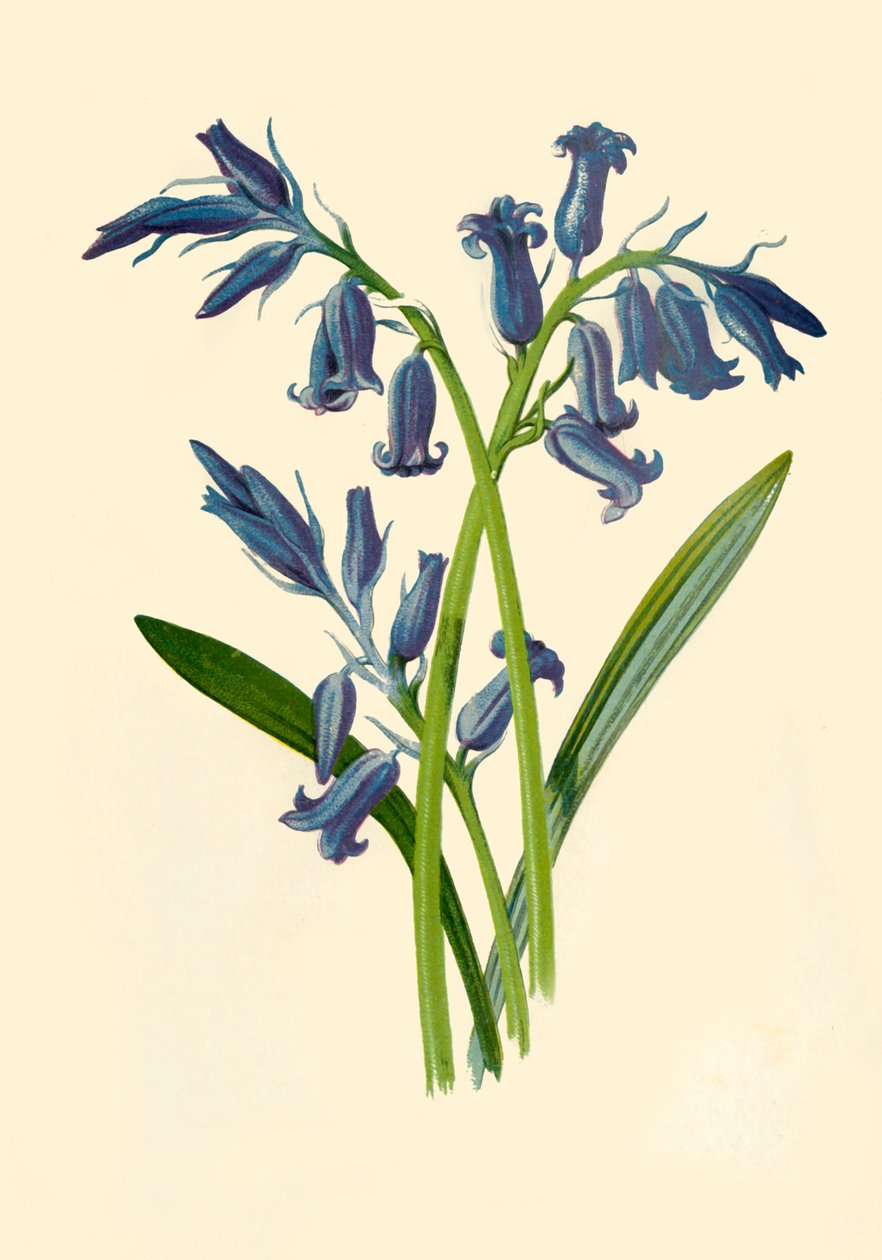Hyasintti, 1877. tekijältä Frederick Edward Hulme