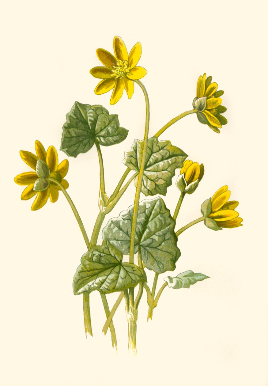 "Lesser Celandine", 1877. tekijältä Frederick Edward Hulme