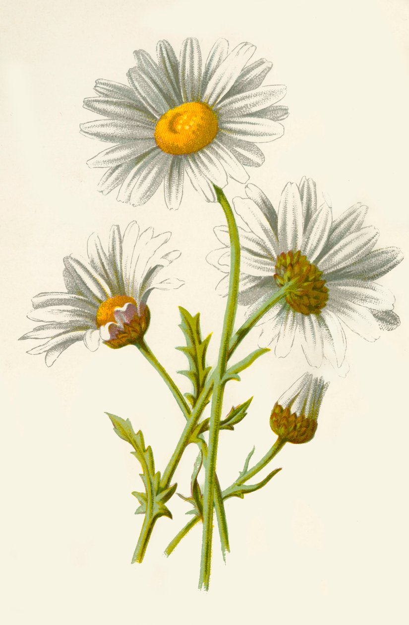 Ox-Eye Daisy, 1877. tekijältä Frederick Edward Hulme