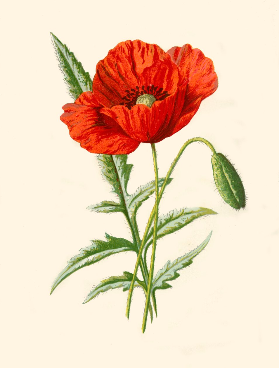 Scarlet Poppy, 1877. tekijältä Frederick Edward Hulme