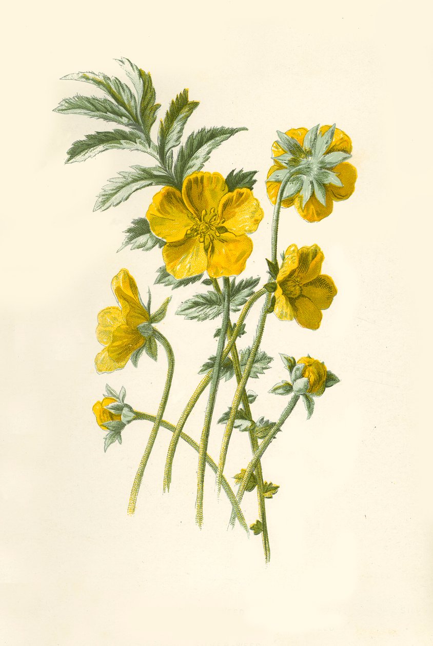 Hopearuoho, 1877. tekijältä Frederick Edward Hulme
