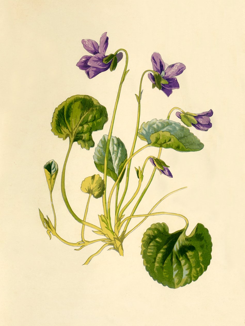 Sweet Violet, 1877. tekijältä Frederick Edward Hulme