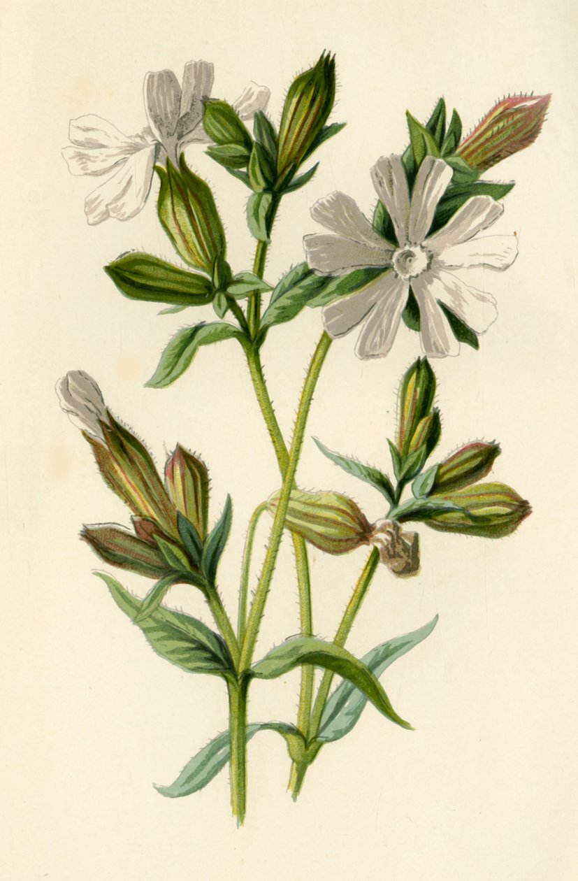 White Campion, 1877. tekijältä Frederick Edward Hulme