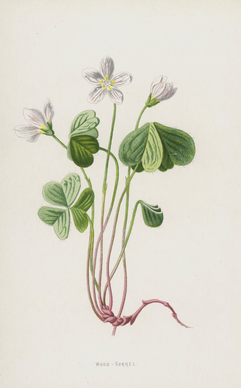 Puu-sorrel (chromolitho) tekijältä Frederick Edward Hulme