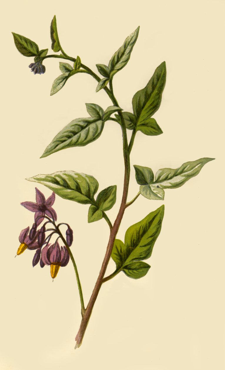 Woody - Nightshade, 1877. tekijältä Frederick Edward Hulme