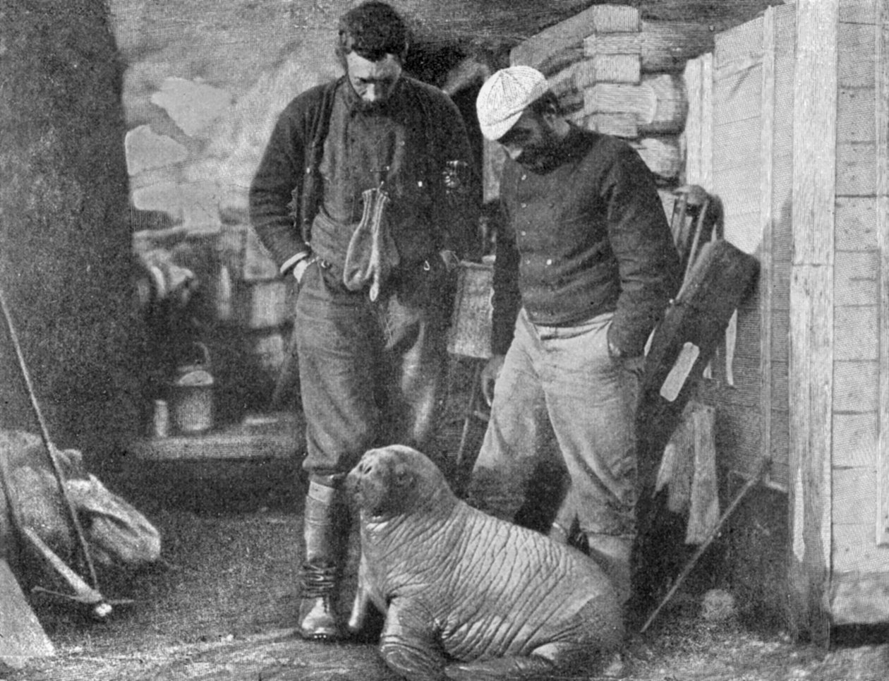 Mursunpentu, 1899. tekijältä Frederick George Jackson