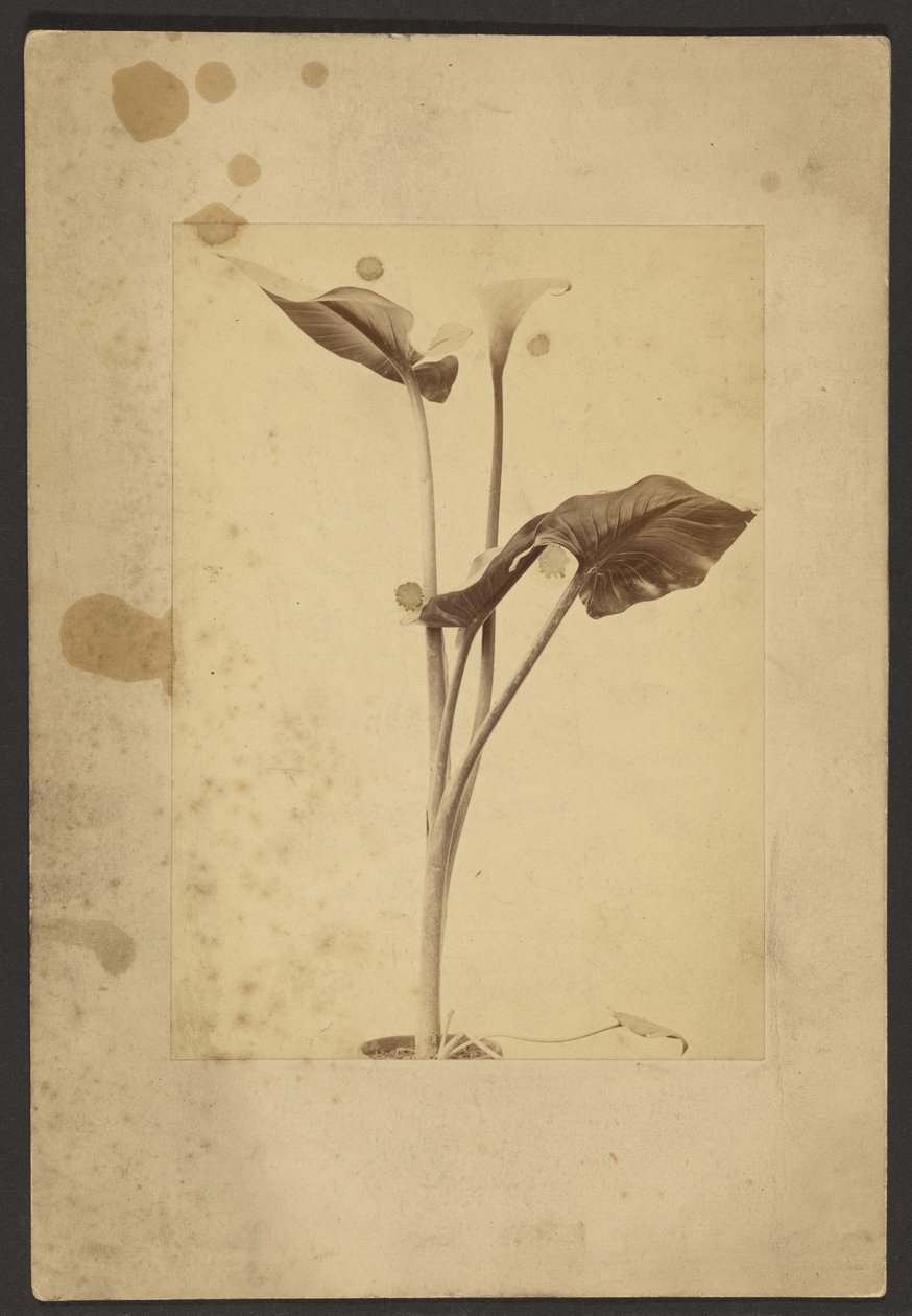 [Calla Lily] tekijältä Frederick H. Hollyer