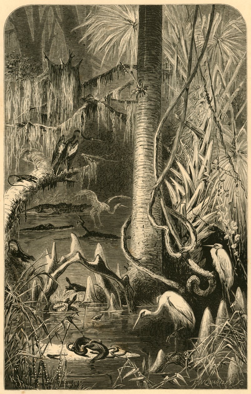 "A Florida Swamp", 1872. tekijältä Frederick William Quartley