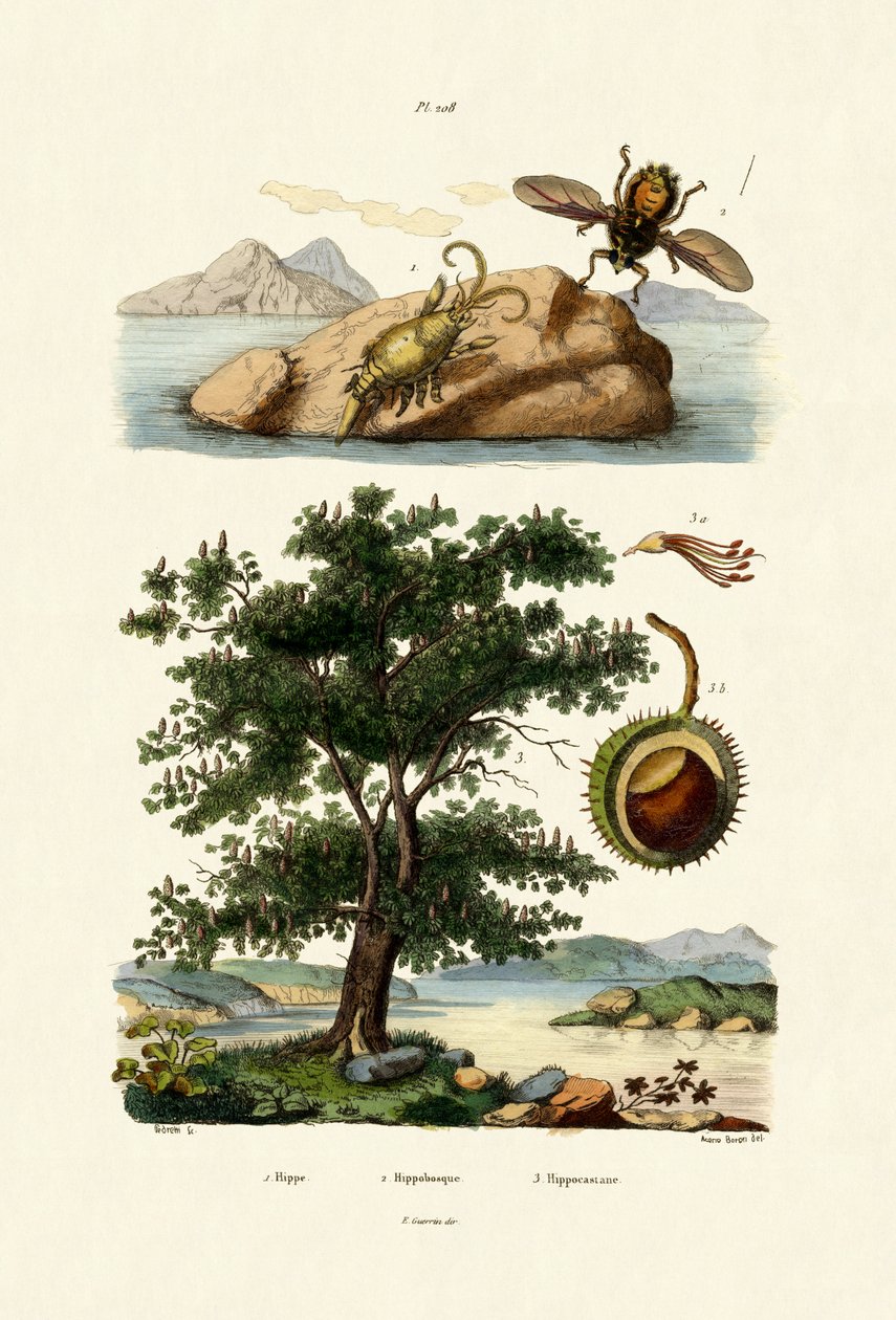Bait Bug, 1833-39 tekijältä French School