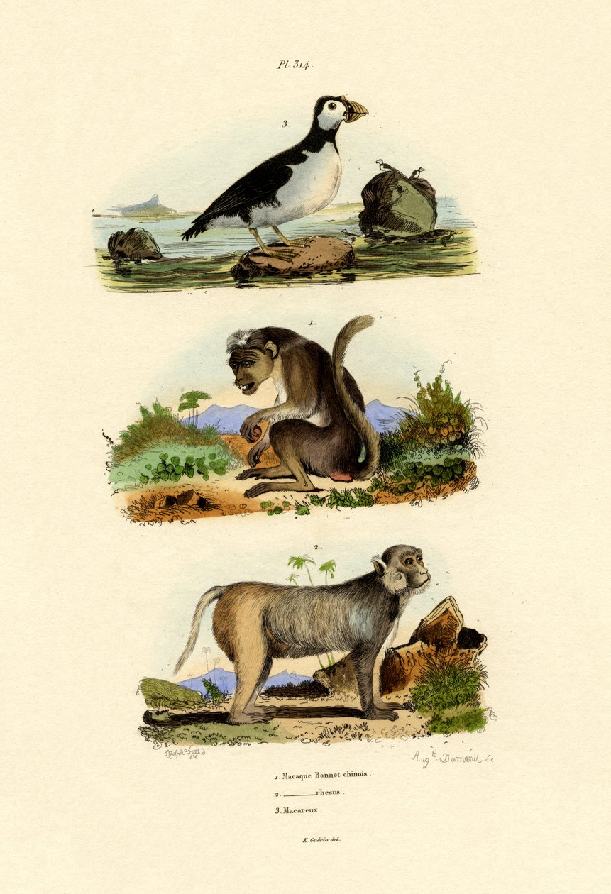 Bonnet Macaque, 1833-39 tekijältä French School