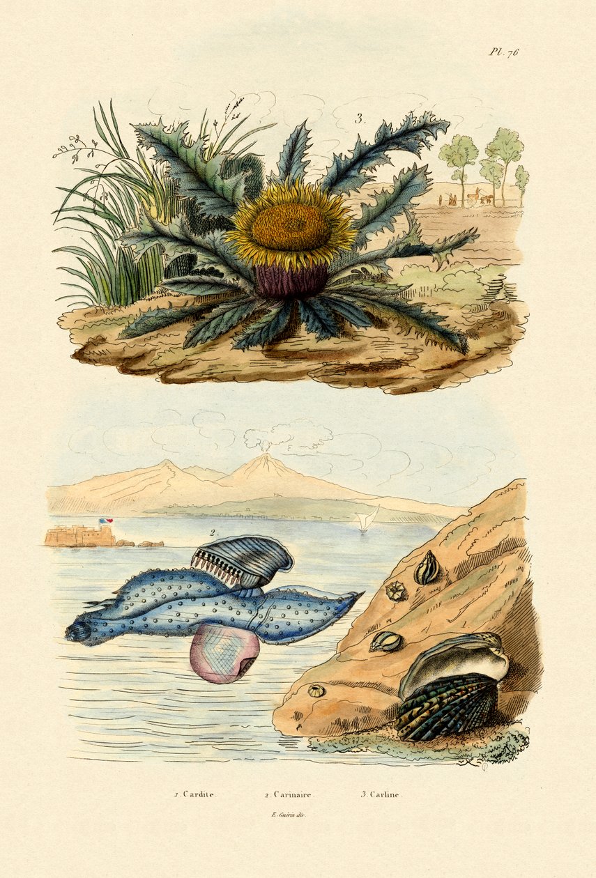 Cardita Shell, 1833-39 tekijältä French School