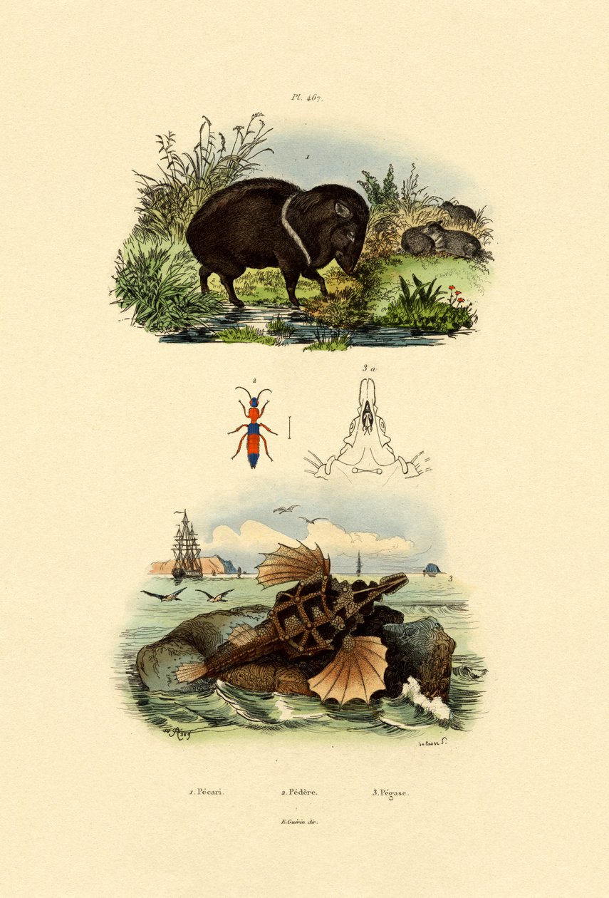 Collared Peccary, 1833-39 tekijältä French School