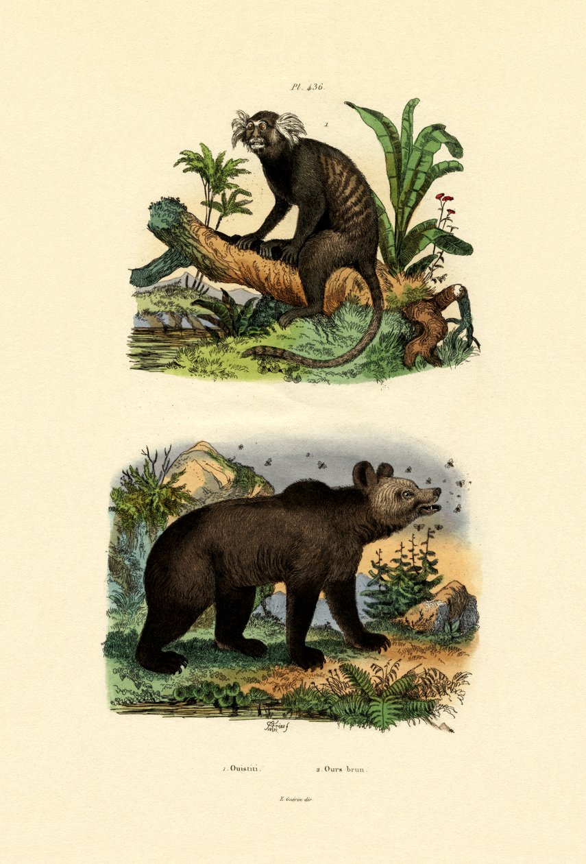 Common Marmoset, 1833-39 tekijältä French School
