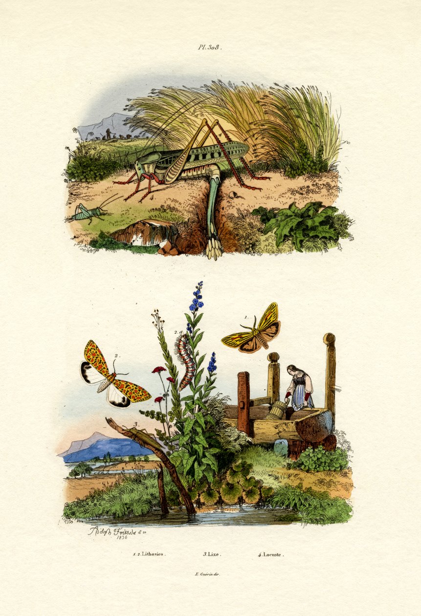 Fall Webworm Moth, 1833-39 tekijältä French School