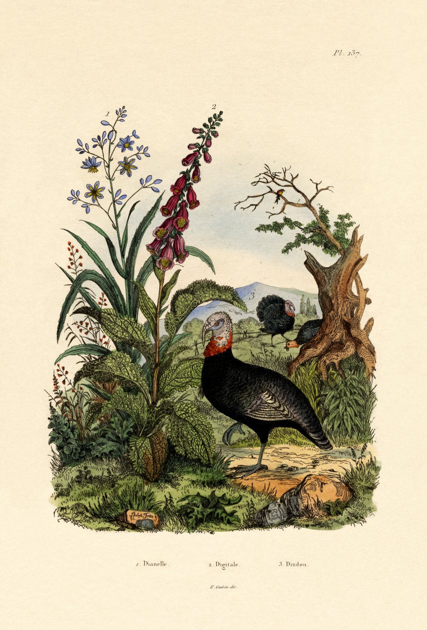 Flaxlily, 1833-39 tekijältä French School