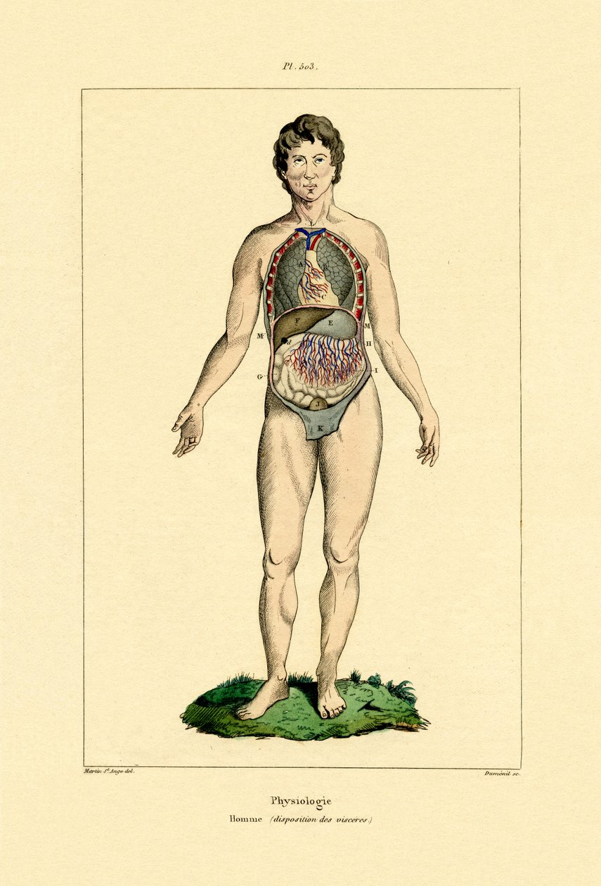 Intestines, 1833-39 tekijältä French School
