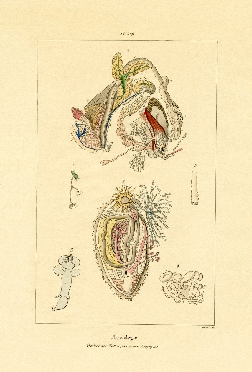 Intestines, 1833-39 tekijältä French School