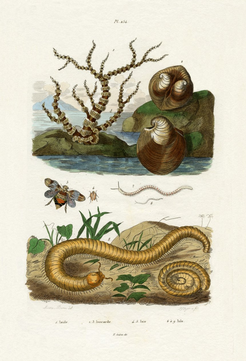 Isis-kuoro, 1833-39 tekijältä French School