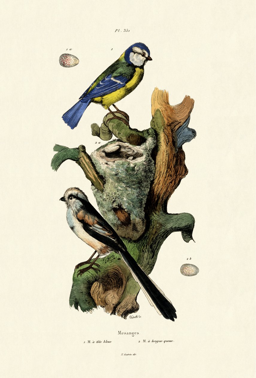 Pitkähäntätiainen, 1833-39 tekijältä French School