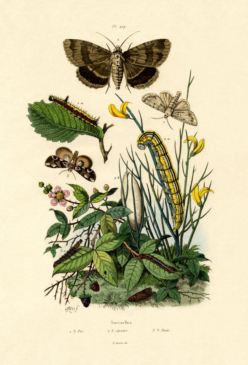 Moths, 1833-39 tekijältä French School