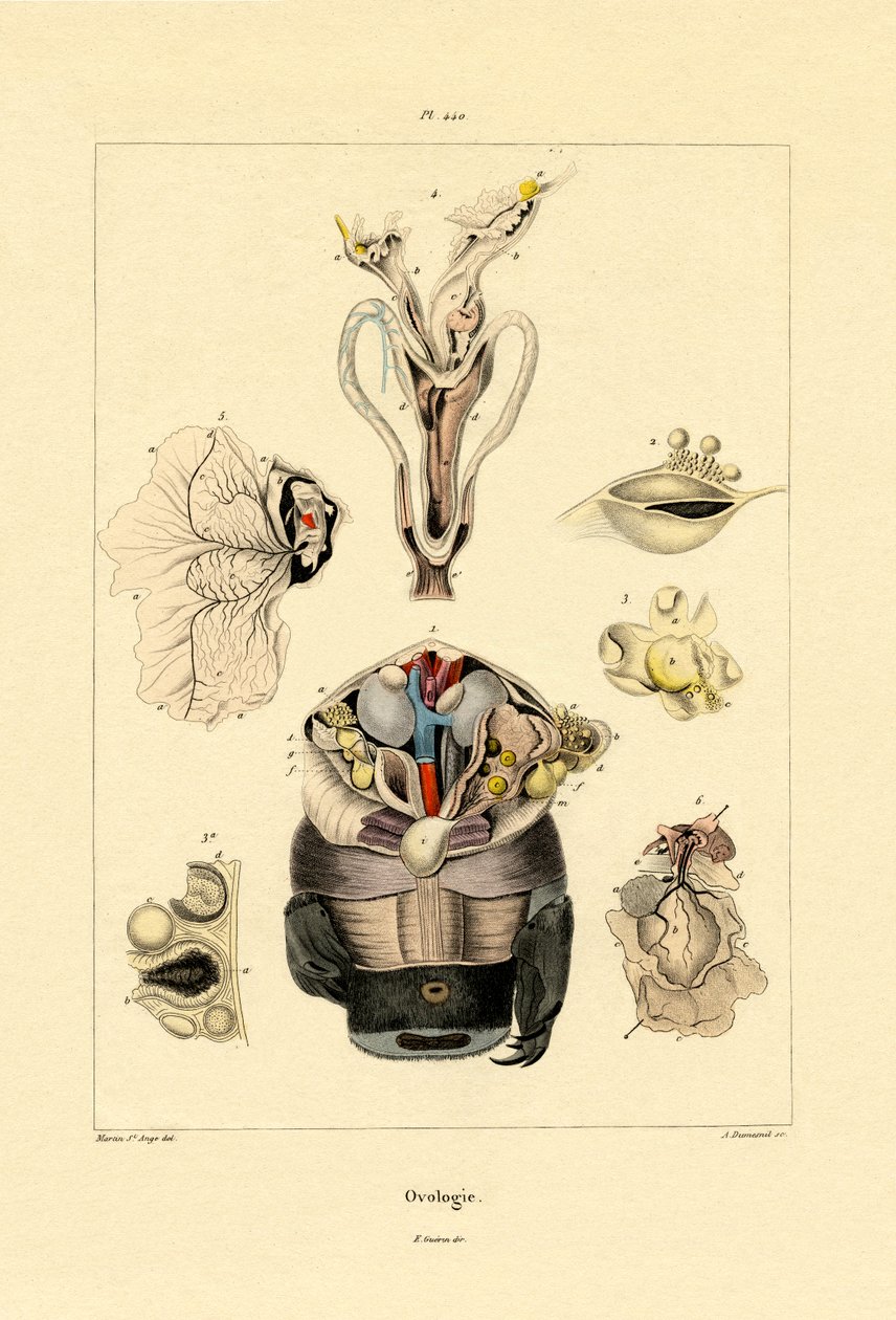 Ovology, 1833-39 tekijältä French School