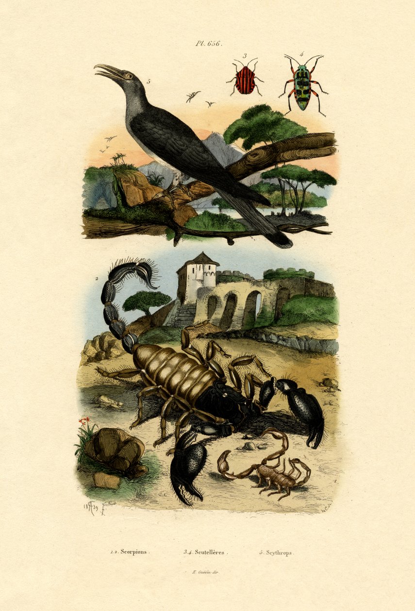 Scorpions, 1833-39 tekijältä French School