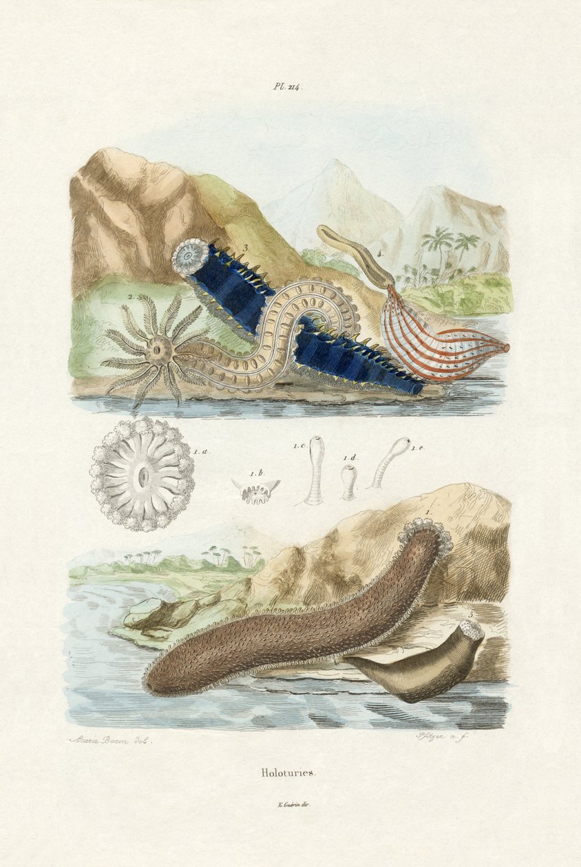 Merikurkut, 1833-39 tekijältä French School