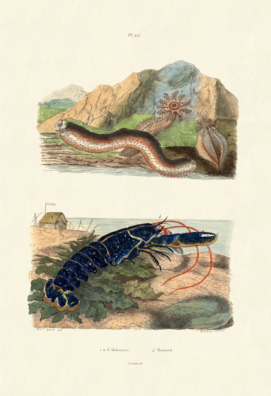 Merikurkut, 1833-39 tekijältä French School