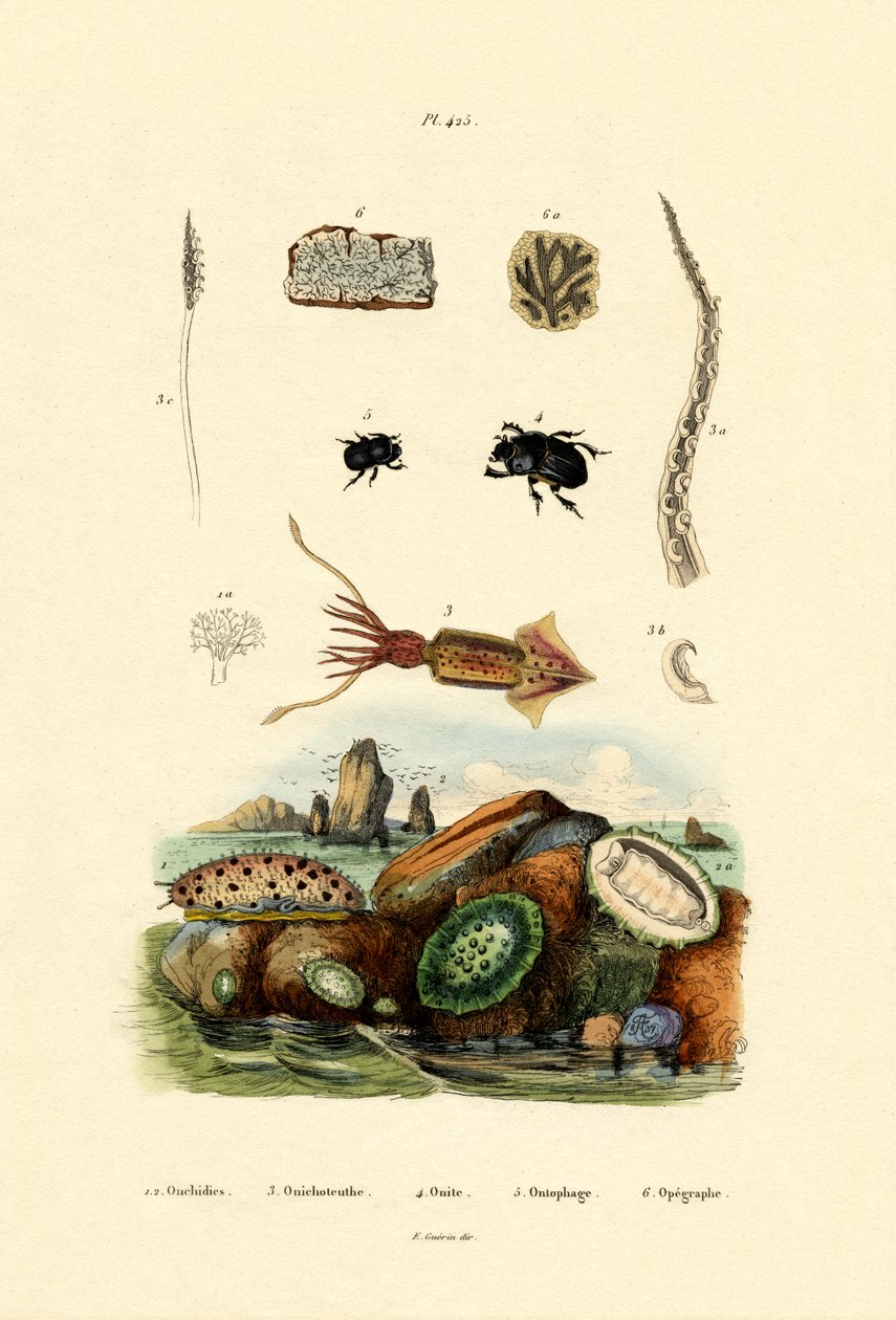 Merietana, 1833-39 tekijältä French School