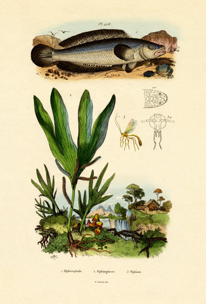 Snakehead, 1833-39 tekijältä French School
