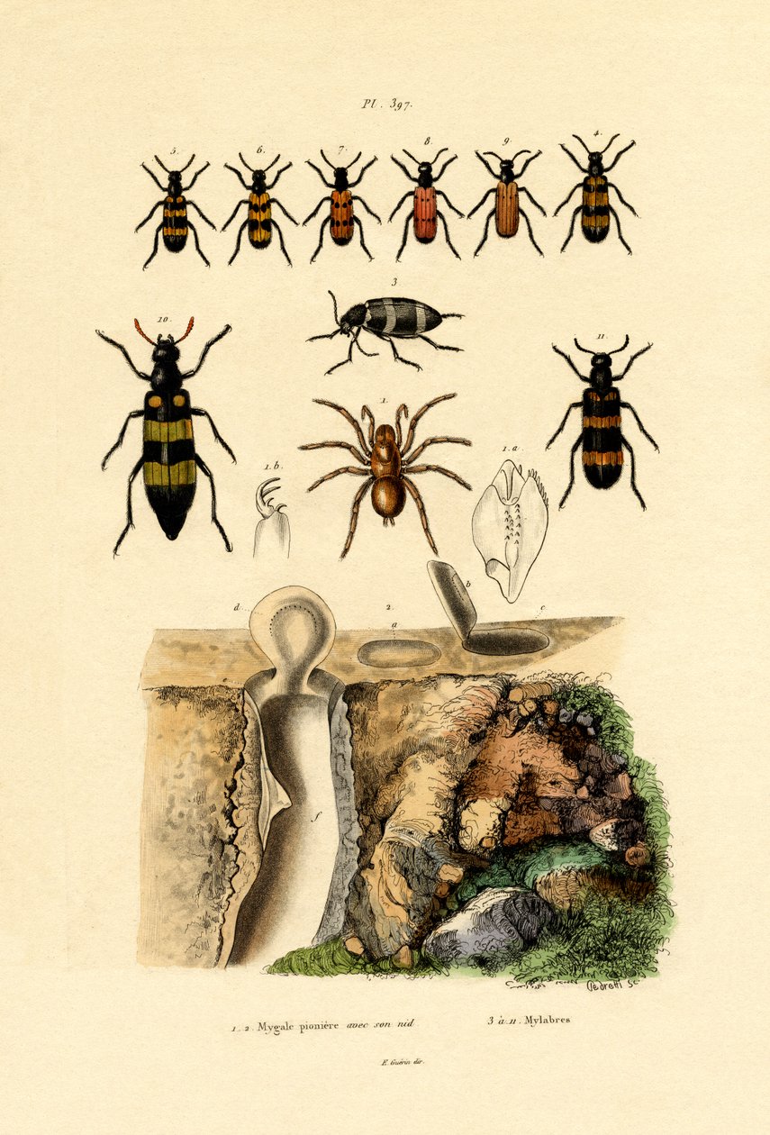 Trapdoor Spider, 1833-39 tekijältä French School